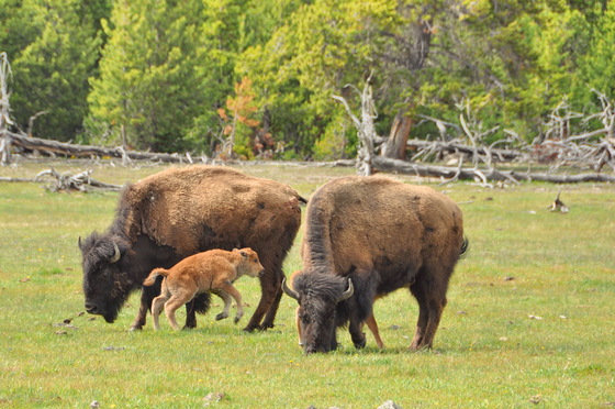 Yellowstone National Park