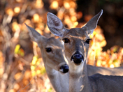 wichita mountains wildlife refuge