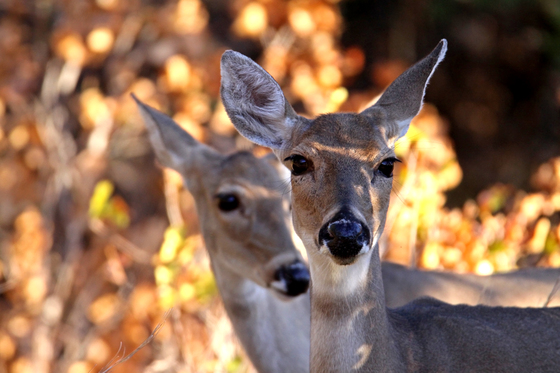 wichita mountains wildlife refuge