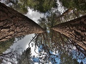 Yosemite