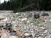 Acadia National Park