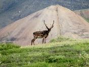 Denali National Park