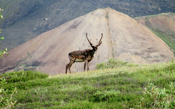 Denali National Park