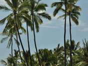 Pu`uhonua O Honaunau National Historical Park