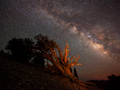 Inyo National Forest