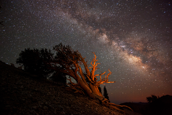 Inyo National Forest