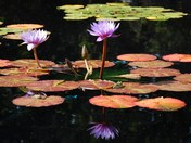 Lily pond