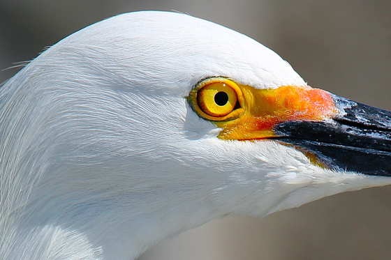 Canaveral National Seashore