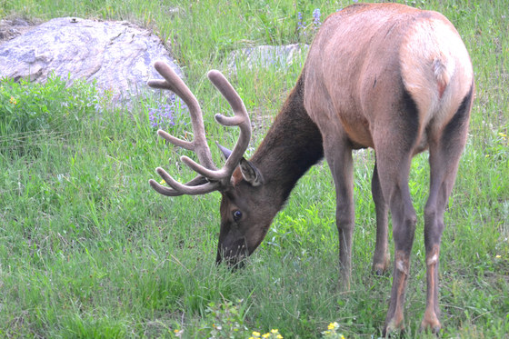 Rocky Mountain National Park