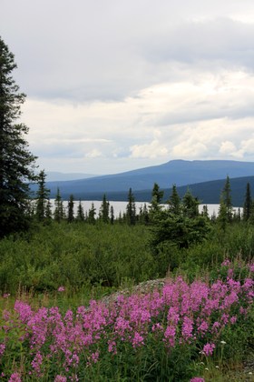 Paxson Lake Alaska