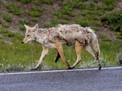 Yellowstone National Park