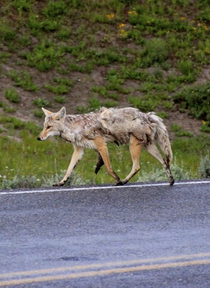 Yellowstone National Park