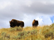 Yellowstone National Park