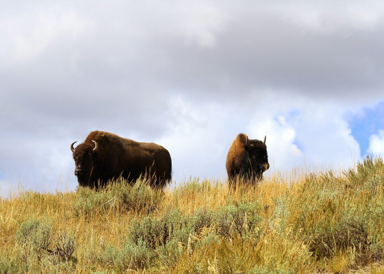 Yellowstone National Park