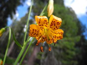 Inyo National Forest