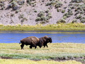 Yellowstone National Park