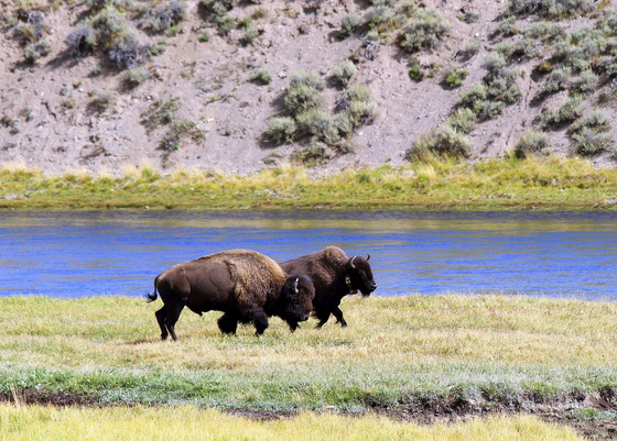 Yellowstone National Park