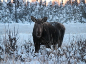 Chugach National Forest