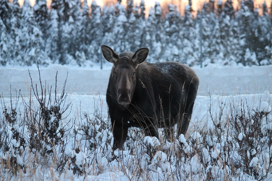 Chugach National Forest