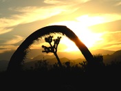 Joshua Tree