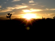 Joshua Tree