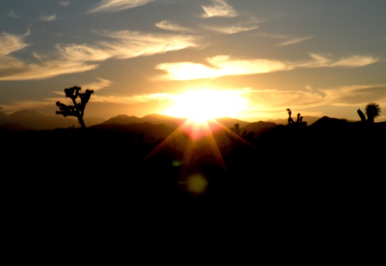 Joshua Tree