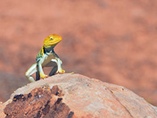 Arches National Park