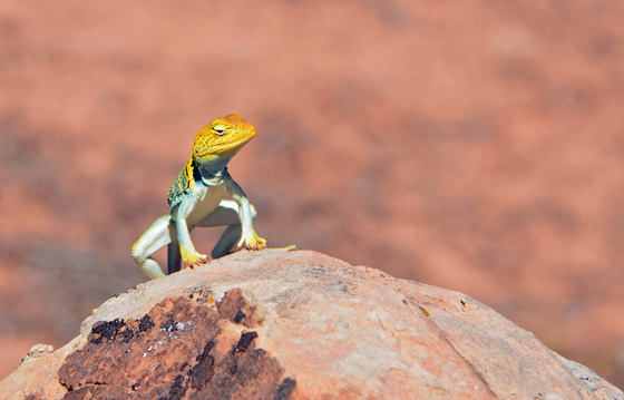 Arches National Park