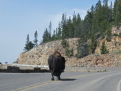 Yellowstone National Park