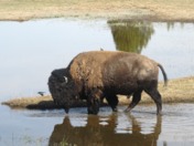 Yellowstone National Park