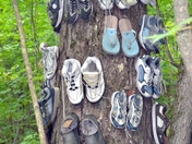 Shoe Tree