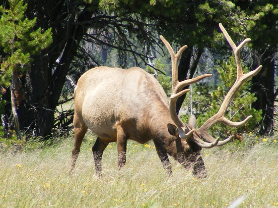 Yellowstone National Park