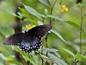 Shenandoah National Park