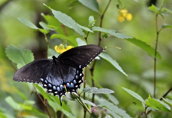 Shenandoah National Park