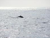 Channel Islands 