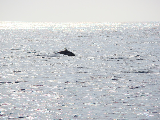 Channel Islands 