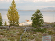yellowstone