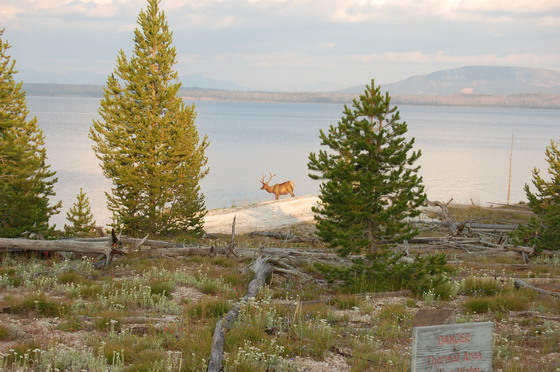 yellowstone