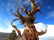 Ancient Bristlecone Pine Forest