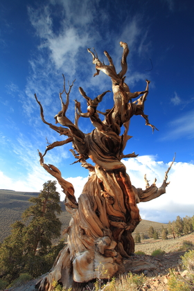Ancient Bristlecone Pine Forest