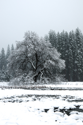 Yosemite National Park