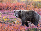 Denali National Park, Alaska