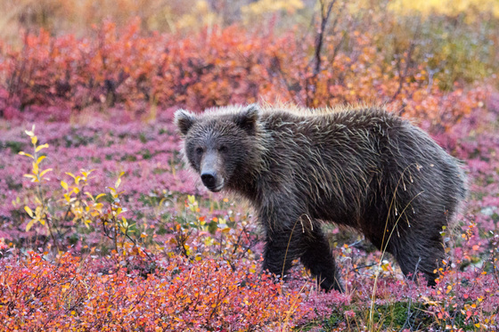 Denali National Park, Alaska