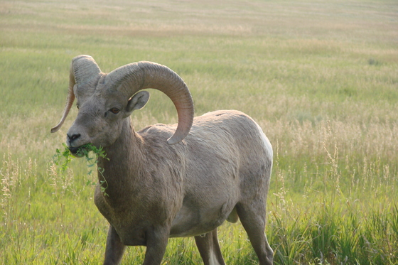 Badlands National Park