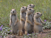Wichita Mountains Wildlife Refuge