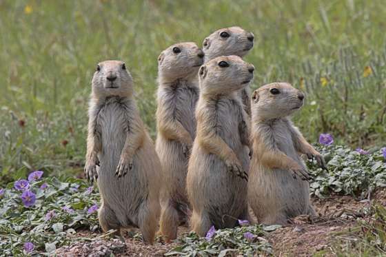 Wichita Mountains Wildlife Refuge