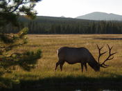Yellowstone NP