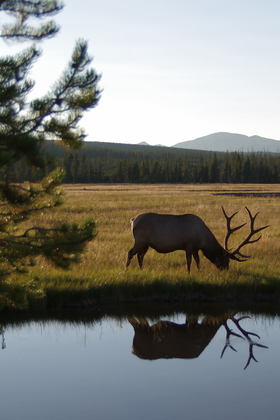 Yellowstone NP