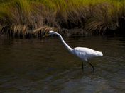 Edwin B. Forsythe National Wildlife Refuge