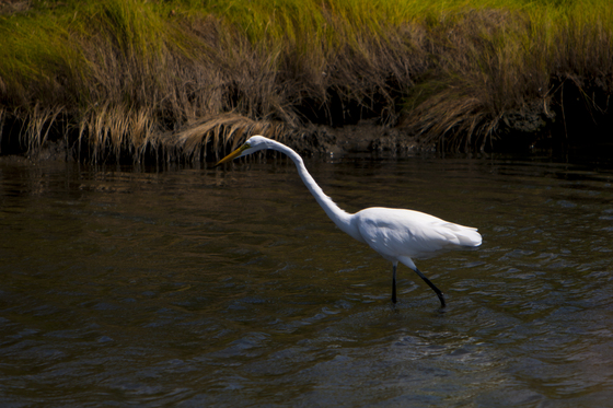 Edwin B. Forsythe National Wildlife Refuge